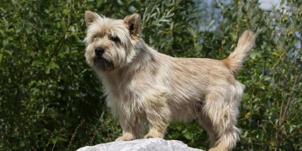 Scratch Dog Or Not Are Cairn Terriers Hypoallergenic