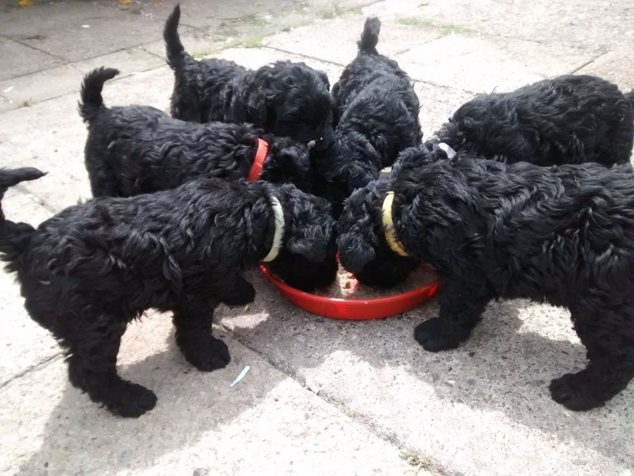 kerry blue terrier for sale