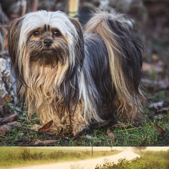 "Are Lhasa Apsos Hypoallergenic Dogs?" All Worthy Information About Lhasa Apsos. Don't Miss it!!
